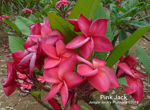 Pink Jack plumeria flower - Jungle Jack source photo