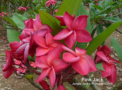 Pink Jack plumeria flower - Jungle Jack source photo