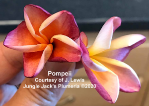 Pompeii plumeria flower - Jungle Jack source photo