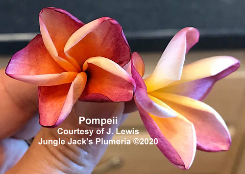 Pompeii plumeria flower - Jungle Jack source photo