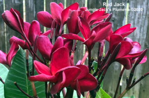 Red Jack plumeria flower - Jungle Jack source photo