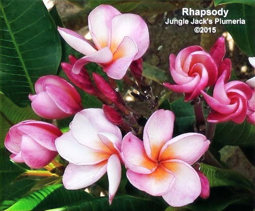 Rhapsody plumeria flower - Jungle Jack source photo