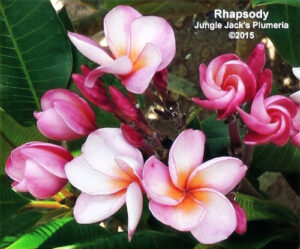 Rhapsody plumeria flower - Jungle Jack source photo