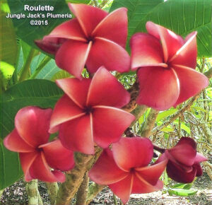 Roulette plumeria flower - Jungle Jack source photo