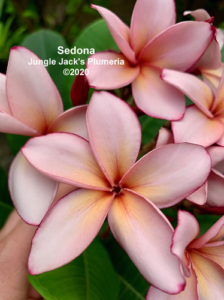 Sedona plumeria flower - Jungle Jack source photo