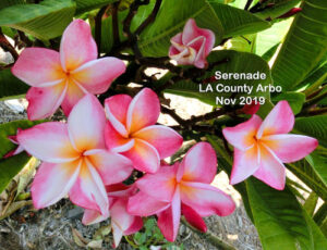 Serenade plumeria flower - Jungle Jack source photo