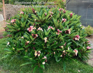 Shockwave plumeria flower - Jungle Jack source photo