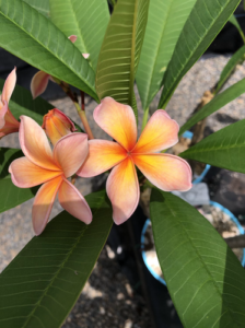 Sirocco plumeria flower - Jungle Jack source photo