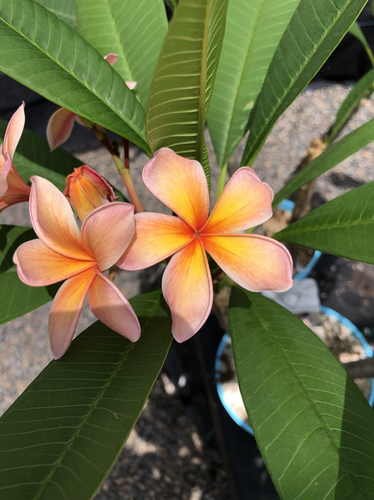 Sirocco plumeria flower - Jungle Jack source photo