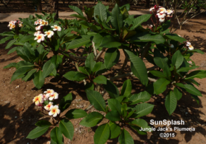 SunSplash plumeria flower - Jungle Jack source photo