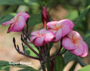 SuperRound plumeria flower - Jungle Jack source photo