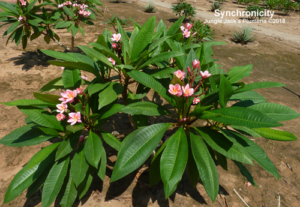 Synchronicity plumeria flower - Jungle Jack source photo
