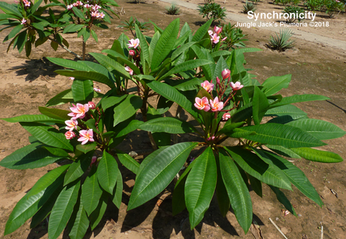 Synchronicity plumeria flower - Jungle Jack source photo