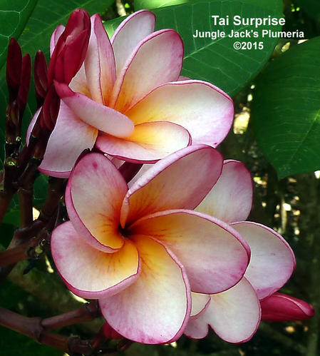 Tai Surprise plumeria photo