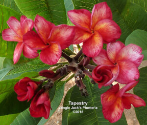 Tapestry plumeria flower - Jungle Jack source photo