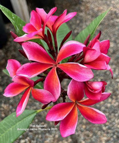 Thai Splash plumeria flower - Jungle Jack source photo