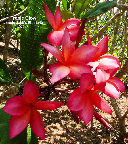 Tropic Glow plumeria flower - Jungle Jack source photo