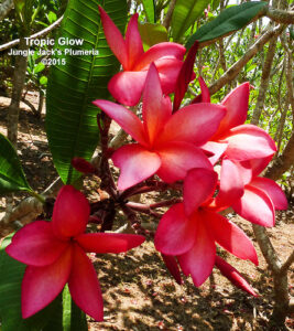 Tropic Glow plumeria flower - Jungle Jack source photo