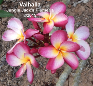 Valhalla plumeria flower - Jungle Jack source photo