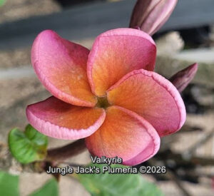 Valkyrie plumeria flower - Jungle Jack source photo