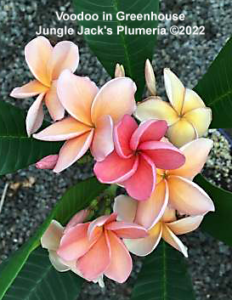Voodoo plumeria flower - Jungle Jack source photo