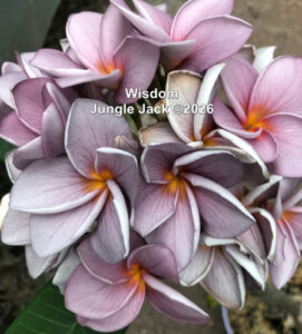 Wisdom plumeria flower - Jungle Jack source photo