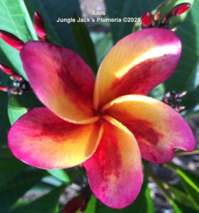 Xaos plumeria flower - Jungle Jack source photo