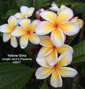 Yellow Gina plumeria flower - Jungle Jack source photo
