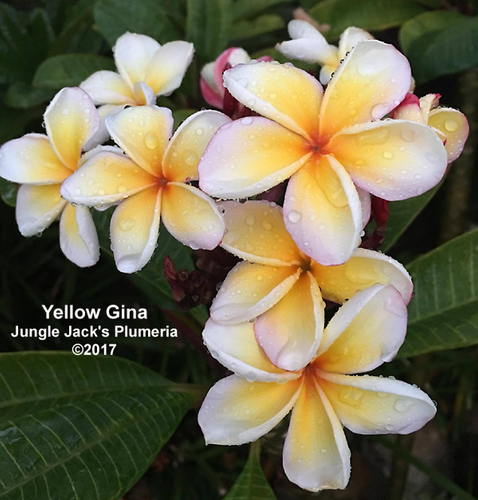 Yellow Gina plumeria flower - Jungle Jack source photo