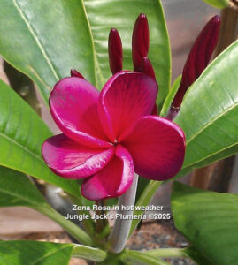 Zona Rosa plumeria flower - Jungle Jack source photo