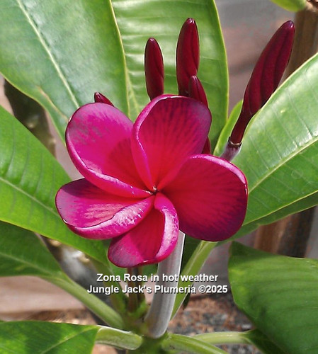 Zona Rosa plumeria flower - Jungle Jack source photo