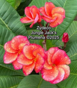 Zydeco plumeria flower - Jungle Jack source photo