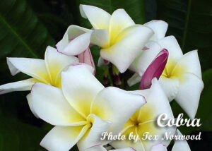 Cobra plumeria