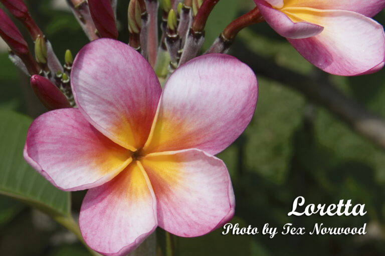 Loretta 122 plumeria flower