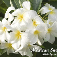 Mexican Snowball photo preview
