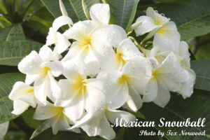 Mexican Snowball plumeria