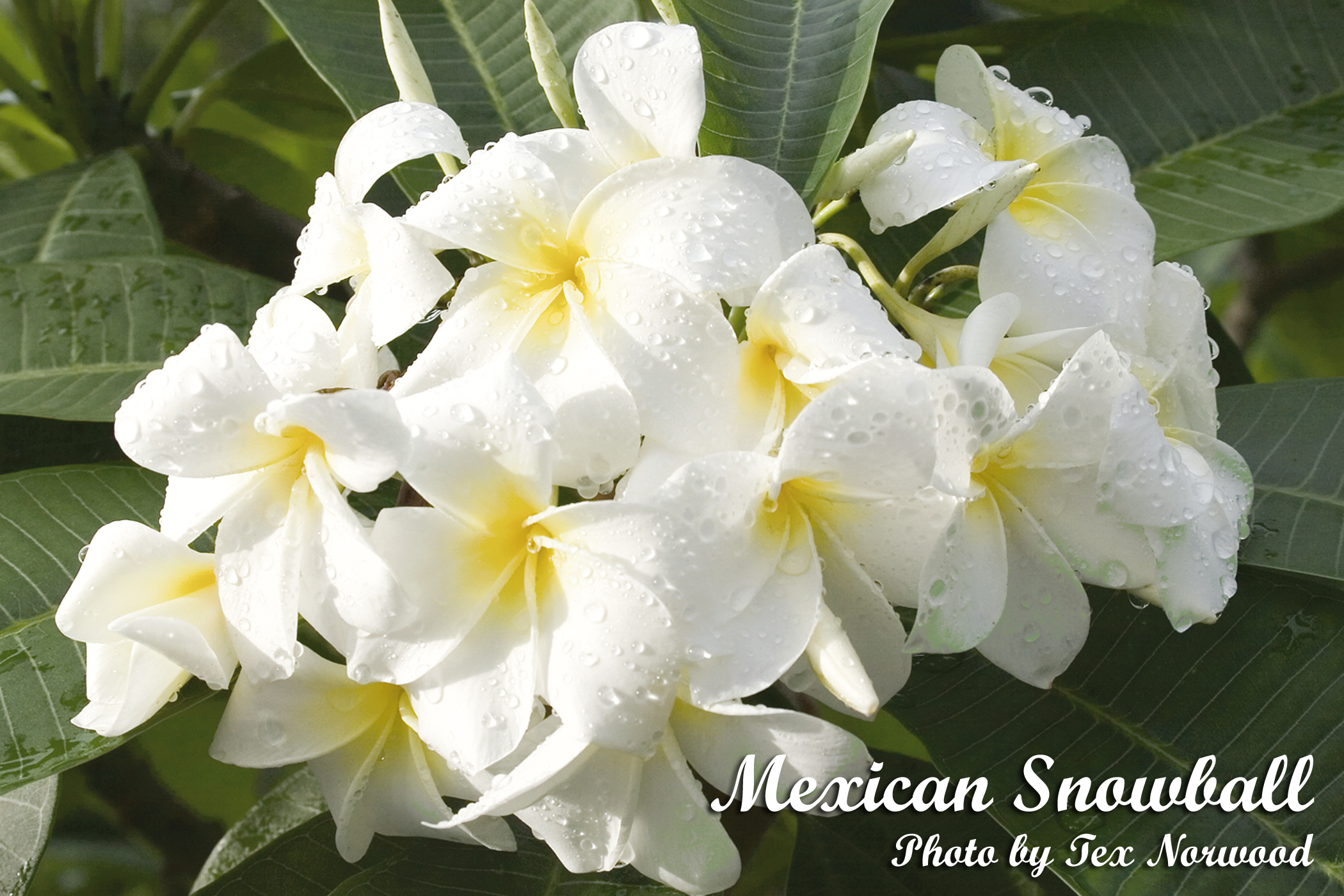 Mexican Snowball plumeria photo