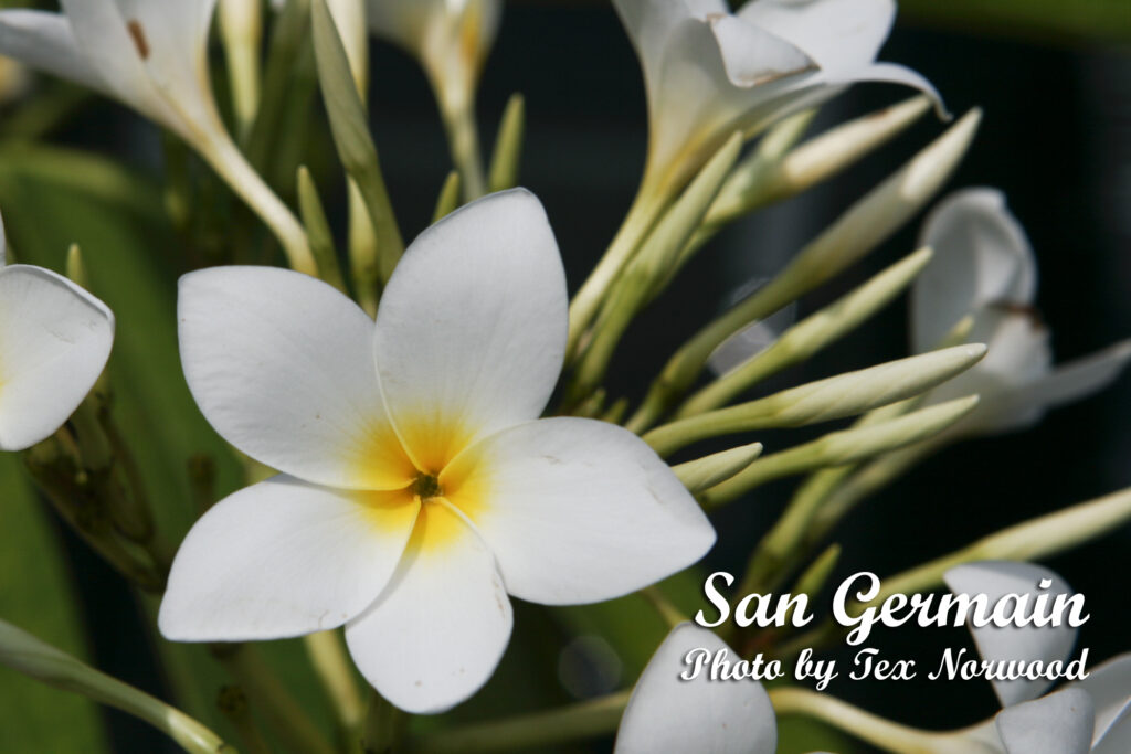 San Germain plumeria photo