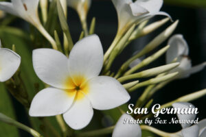 San Germain plumeria photo