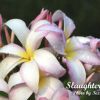 Slaughter Pink photo preview