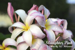 Chompoo Nut plumeria