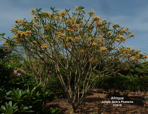 Afrique plumeria flower - Jungle Jack source photo