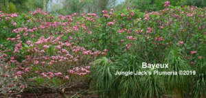 Bayeux plumeria flower - Jungle Jack source photo