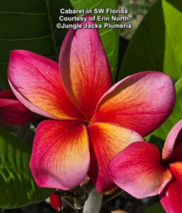Cabaret plumeria flower - Jungle Jack source photo