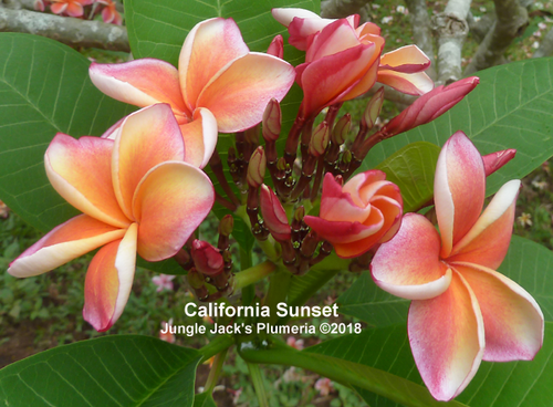 California Sunset plumeria photo