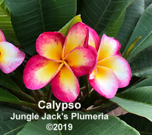Calypso plumeria flower - Jungle Jack source photo