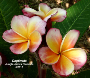 Captivate plumeria flower - Jungle Jack source photo