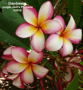 DayDream plumeria flower - Jungle Jack source photo