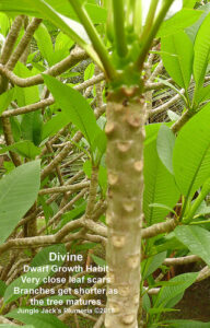 Divine plumeria flower - Jungle Jack source photo
