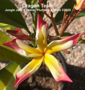 Dragon Tears plumeria flower - Jungle Jack source photo